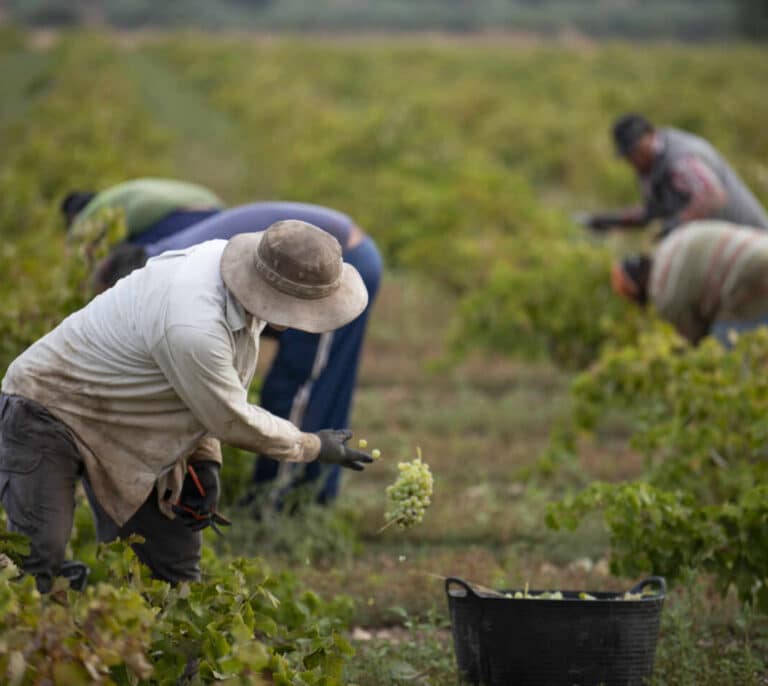 La Audiencia Nacional investiga a cuatro bodegas de Valdepeñas por presunta estafa en la venta de vino