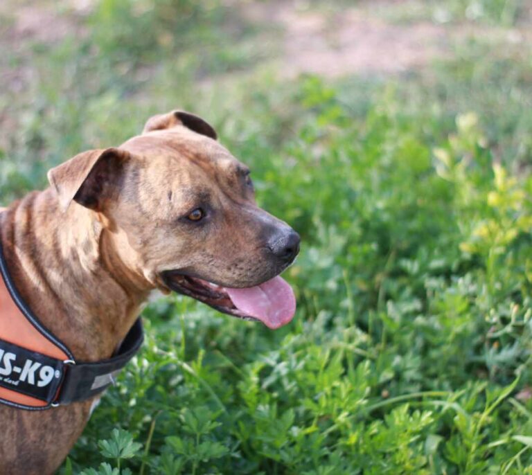 Detenido el dueño de un perro que mordió a una niña de cinco años en la cara en Valencia