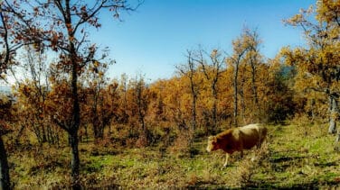 Las seis rutas que recomiendan los Agentes Forestales de la Comunidad de Madrid