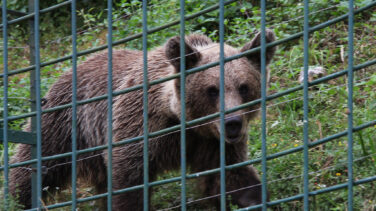 Atacada por un oso una mujer en Asturias