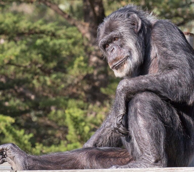 Muere a los 63 años Cobby, el chimpancé más anciano de EEUU