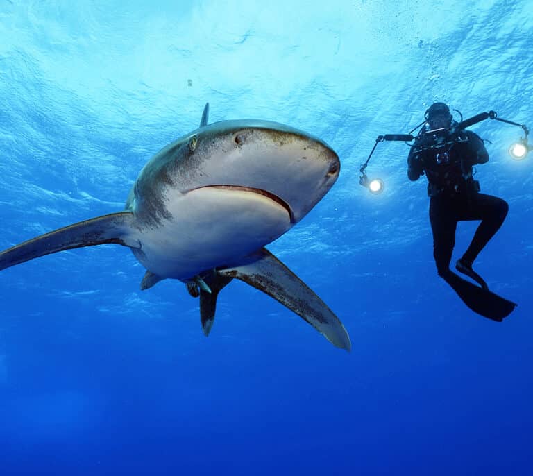 “Sharks” la exposición para adentrarse en el mundo de los tiburones de Brian Skerry