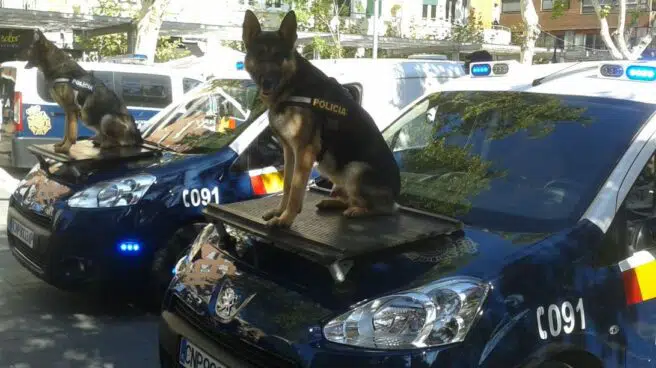 Los perros-policía detectan un millón de euros en el maletero de un coche en un control rutinario