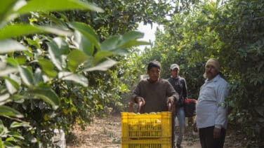 Egipto, el rey mundial de la naranja valenciana