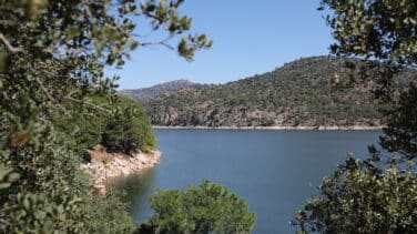 Matorral y pino bajo, la mayor parte de la vegetación afectada por el incendio en el Pantano de San Juan