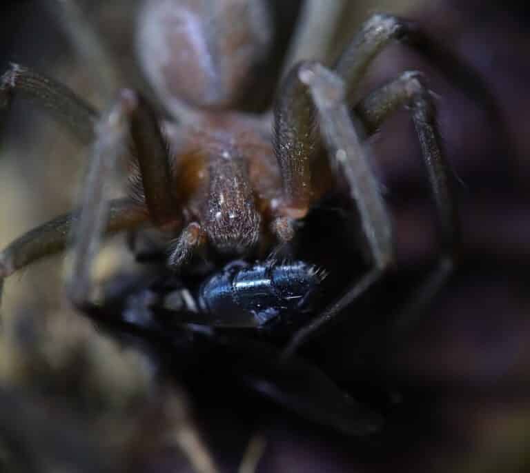 La picadura de una araña provoca la pérdida de dos dedos de un turista en Ibiza