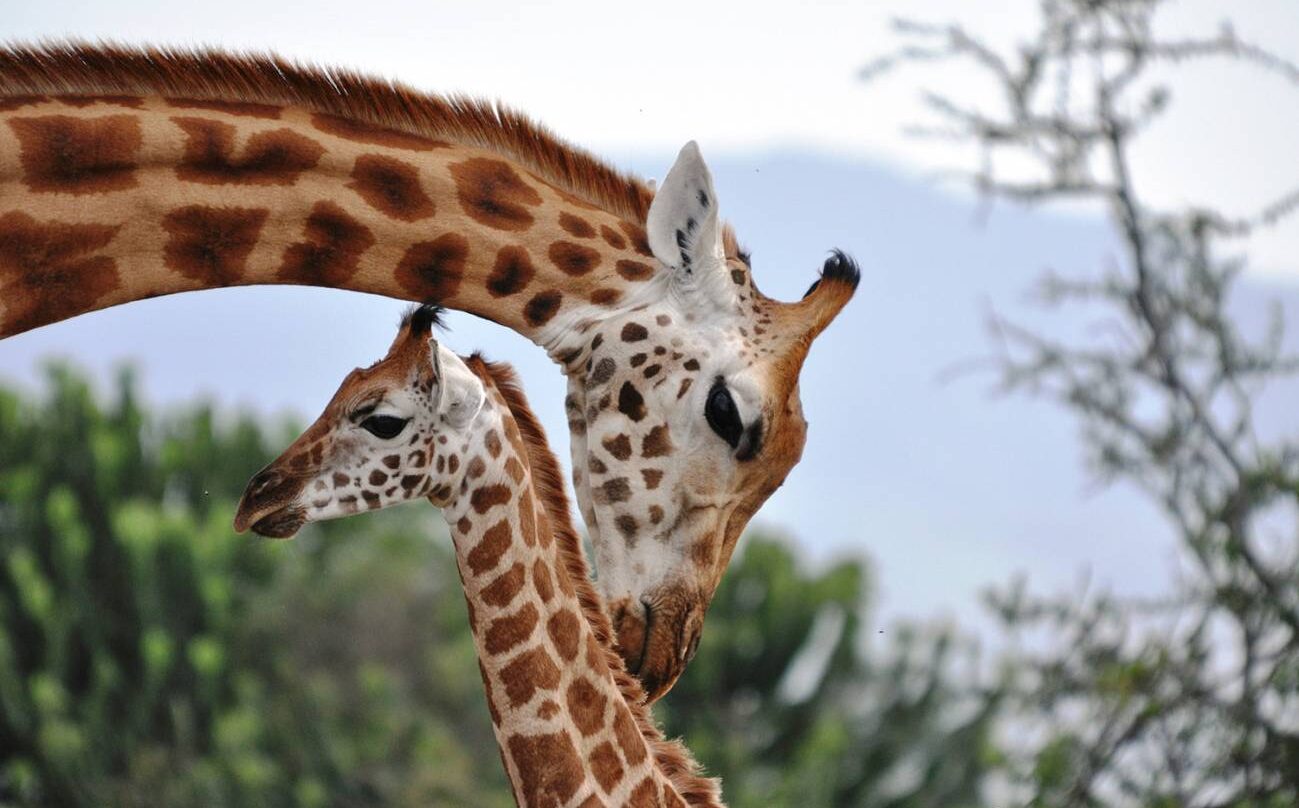 Una jirafa con su cría.