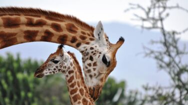 La compleja vida de las jirafas en la que las 'abuelas' son el pilar social