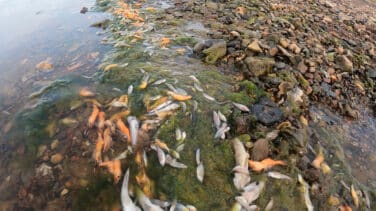 Las playas del Mar Menor se llenan, de nuevo, de miles de peces muertos