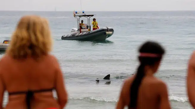 Los bañistas de la playa de Benidorm, sorprendidos por un tiburón