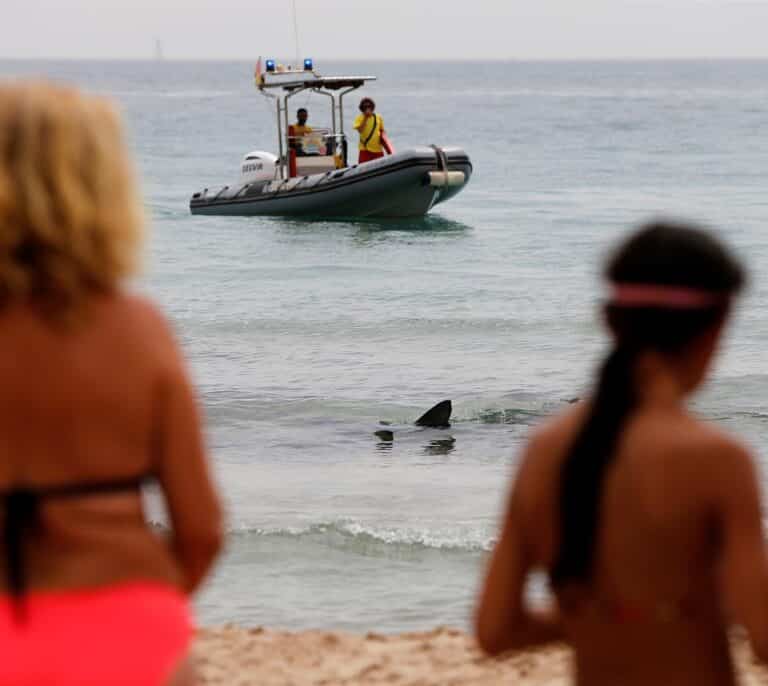 Los bañistas de la playa de Benidorm, sorprendidos por un tiburón