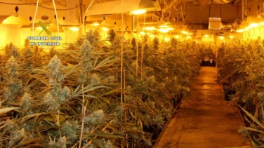 Detenida una mujer de 73 años por cultivar marihuana 'indoor' en Toledo