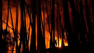 Más de 400 desalojados por el incendio forestal de Sierra Bermeja (Málaga)