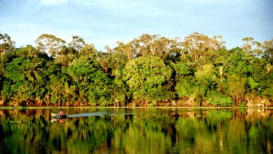 La Amazonía ha perdido en 36 años el equivalente a la superficie de Chile