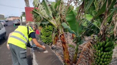 Muestras de ceniza e intensidad sísmica; los palmeros toman el pulso al volcán con ciencia ciudadana