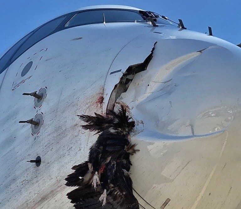 El impacto de un buitre negro obliga a un avión a aterrizar de emergencia en Barajas