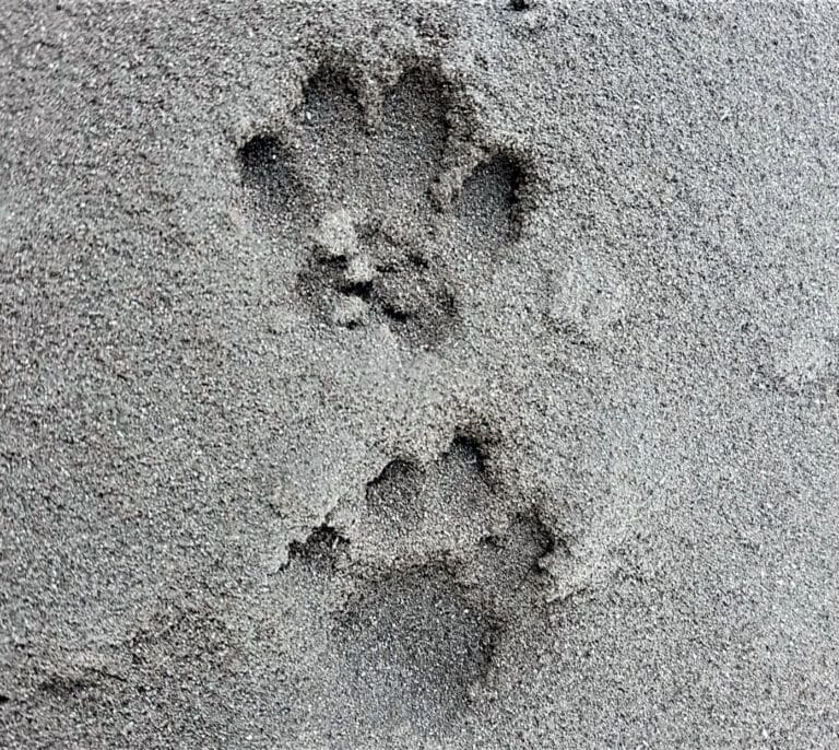 Las huellas de los animales en las cenizas del volcán