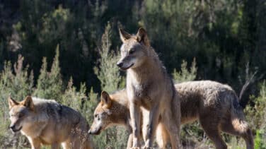 Ganaderos de Burgos denuncian que sufren ataques diarios de lobos, cada vez más cerca de los pueblos