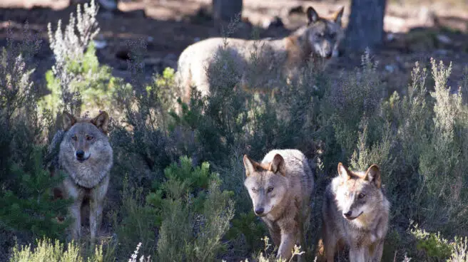 El Gobierno lleva al Constitucional la ley de Castilla y León que mantiene al lobo como especie de caza