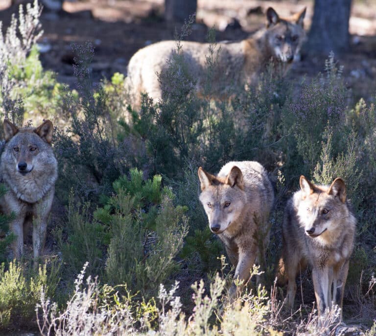 Las tres grandes asociaciones agrarias recurren a la Audiencia Nacional por la desprotección frente al lobo