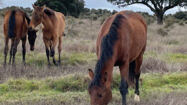 ¿Puede el caballo volver a ser un medio de transporte habitual en España?