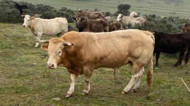 Los mitos sobre Garzón, el chuletón y la masculinidad: "Todos comemos carne, hombres y mujeres"