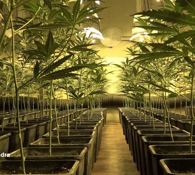 Endesa detectó 1.636 conexiones eléctricas fraudulentas para producir marihuana en 2021