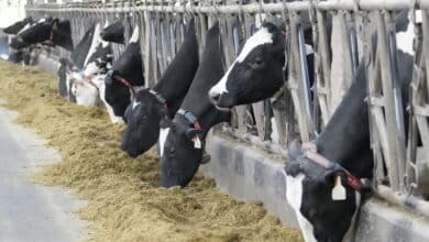La industria láctea: "El aumento de precios no ha logrado estimular la producción de leche"
