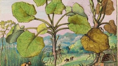 El Botánico exhibe copias de códices de plantas curativas de los siglos X-XVI