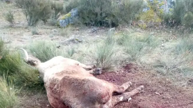 Ataques de lobos y buitres matan a dos terneros y una vaca en Salamanca