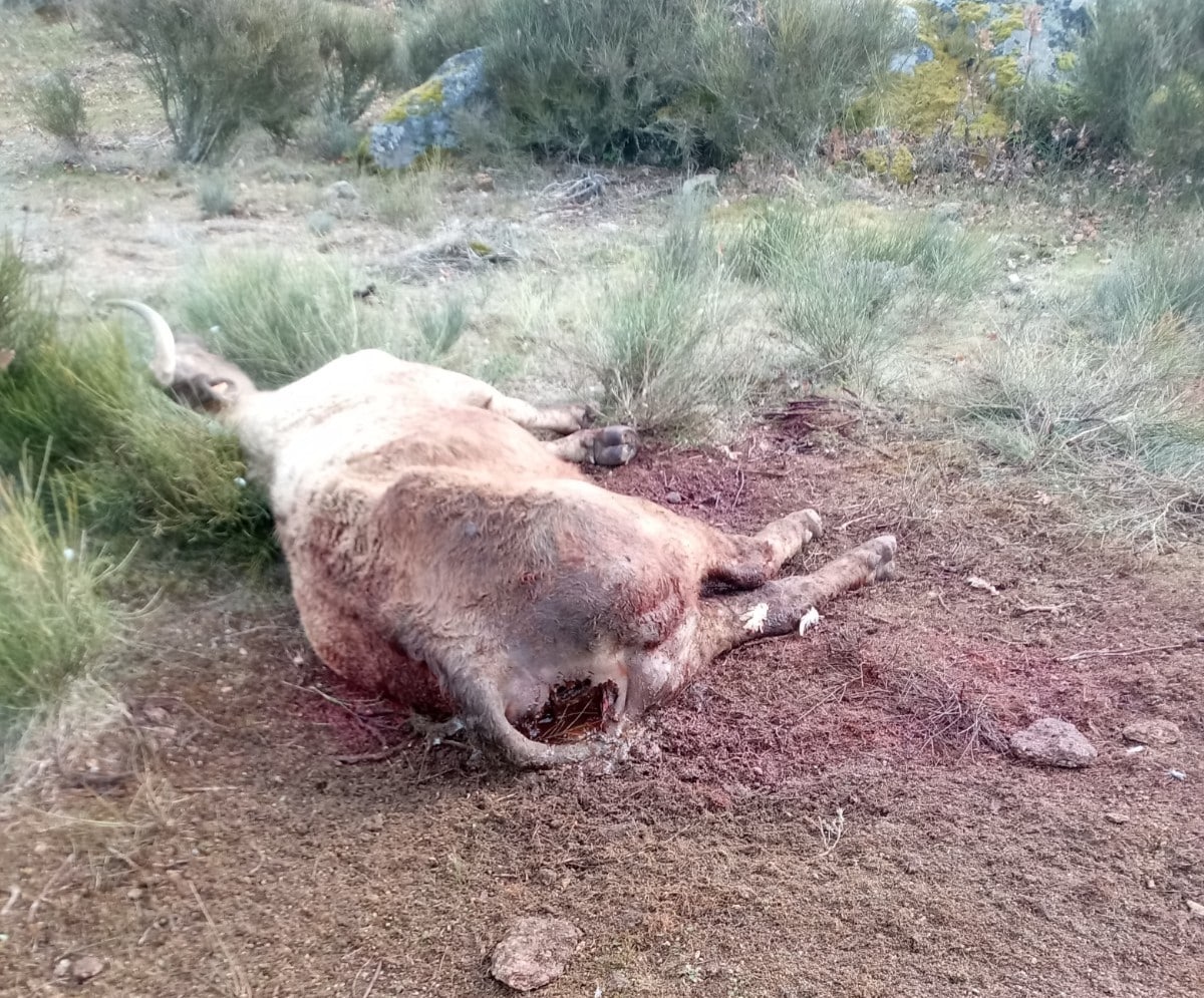 Vaca muerta en Cabeza de Framontana, Salamanca.