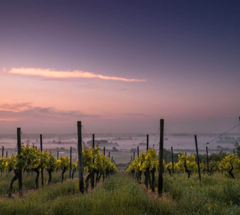 Las Denominaciones de Origen de vino más pequeñas pero mejor valoradas de España