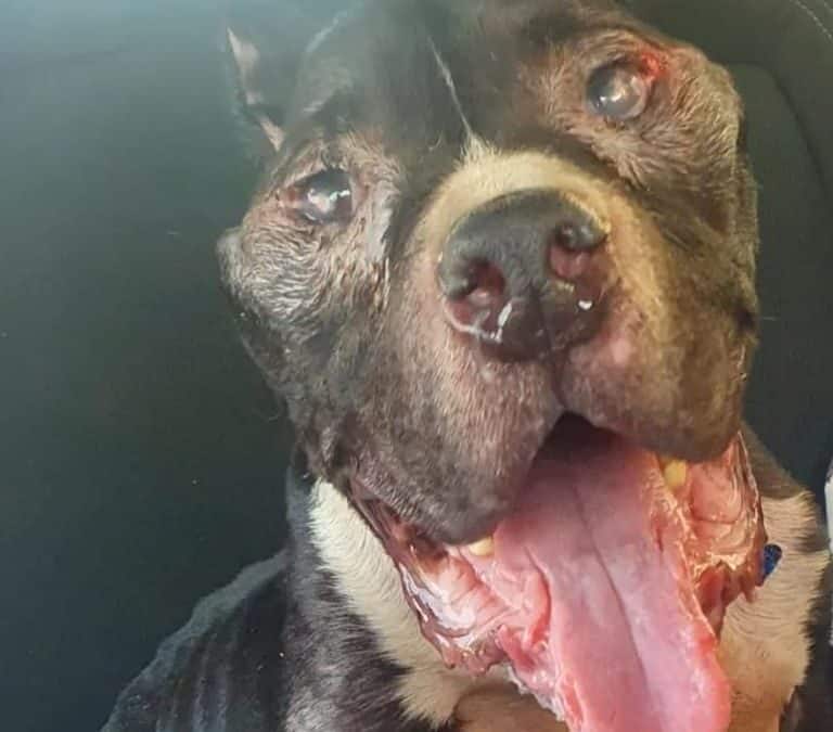 Matt, el perro abandonado en la puerta de un supermercado de Valencia, busca a su dueño