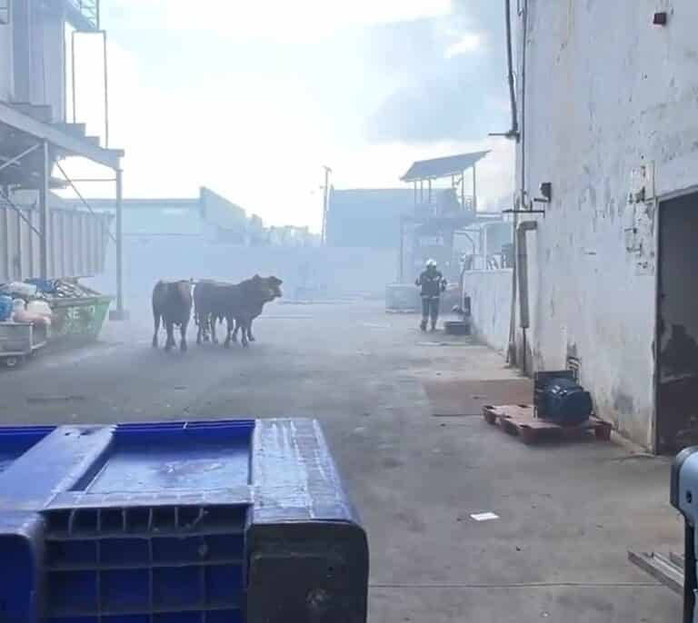 Un incendio en el matadero de Getafe provoca una gran columna de humo en el sur de Madrid