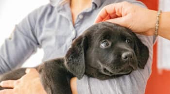 Un cachorro de labrador de dos semanas de vida