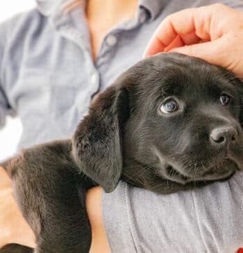 Un cachorro de labrador de dos semanas de vida