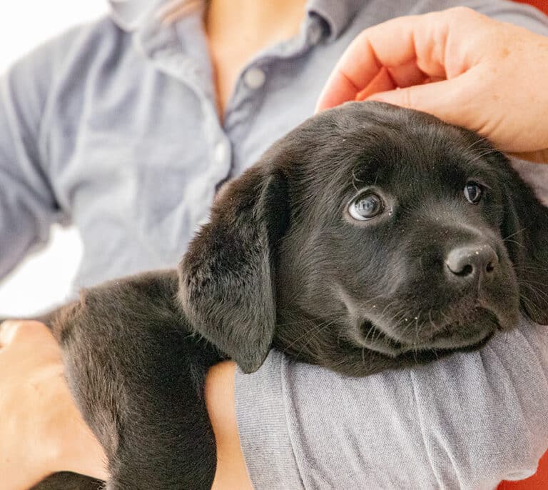 Ayuda a tu perro a dormir solo: consejos efectivos