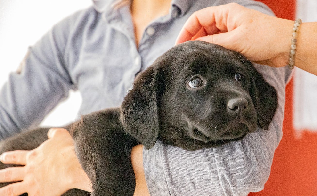 Un cachorro de labrador de dos semanas de vida