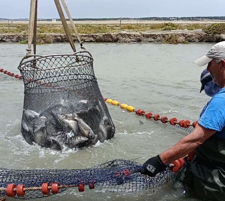 No sólo atún: así se crían doradas y lubinas 'pata negra' en Barbate