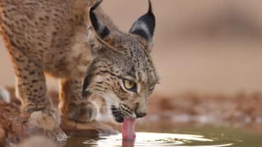 El espectáculo en vídeo de seis cachorros de lince nacidos en un pajar abandonado