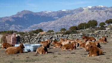 La falta de relevo generacional aboca al cierre de miles de granjas de carne vacuna