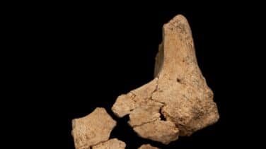 Hallado en Atapuerca el rostro del homínido más antiguo de Europa