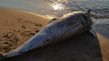 Un delfín aparece muerto y enredado en cordeles en una playa de Valencia