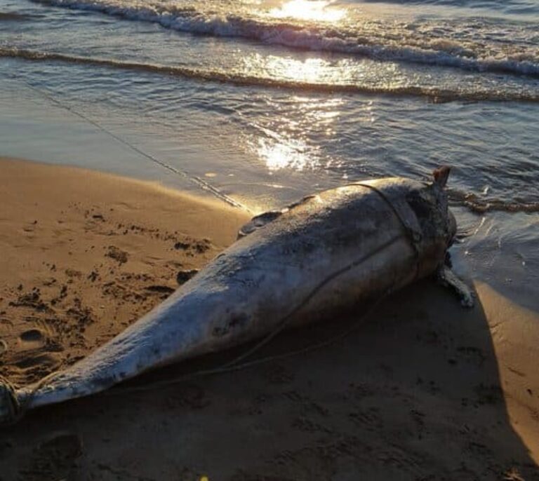 Un delfín aparece muerto y enredado en cordeles en una playa de Valencia