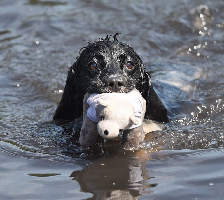 Ola de calor y mascotas: ¿Cómo afecta el calor a perros y gatos?