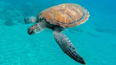 Las tortugas buscan refugio climático entre nuestras sombrillas en la playa