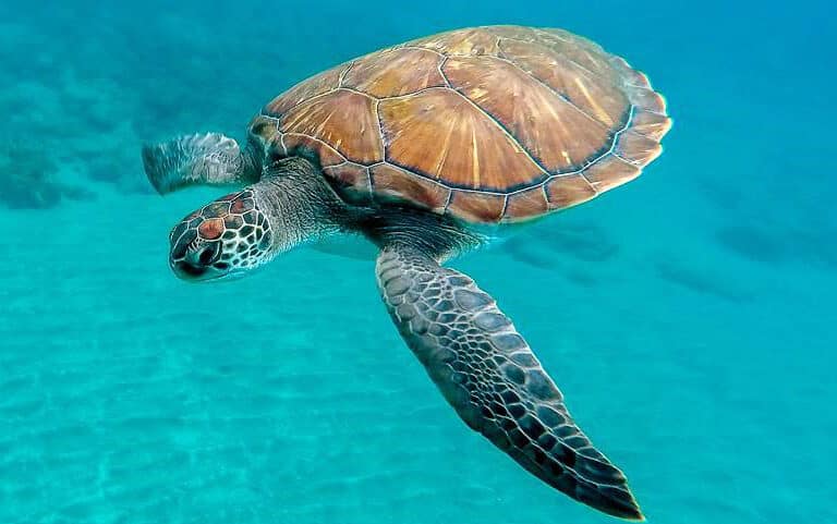 Las tortugas buscan refugio climático entre nuestras sombrillas en la playa