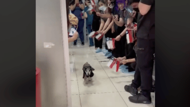 Un perro recibe un homenaje por sus veterinarios tras salir de la UCI después de estar 22 días ingresado