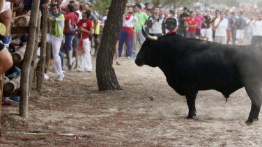 La Fiscalía no se opone a la celebración del Toro de la Vega, en la que no ve indicios de delito