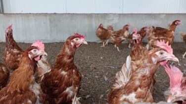 La OMS tiene una "gran preocupación" por que la gripe aviar se extienda a personas
